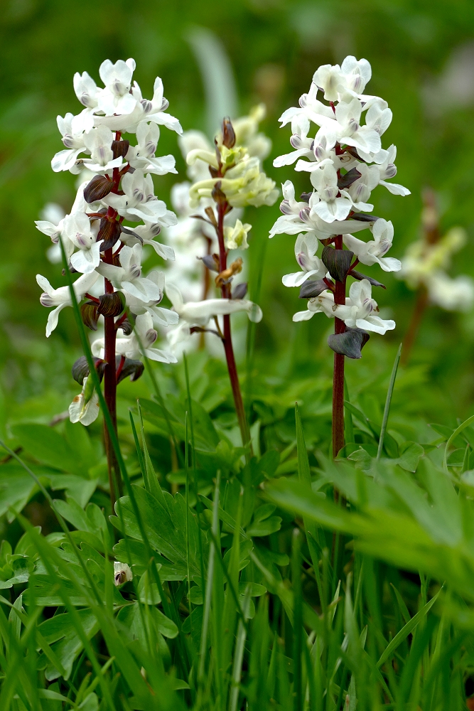 Hohler Lerchensporn in weiß