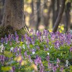 Hohler Lerchensporn unter der Buche