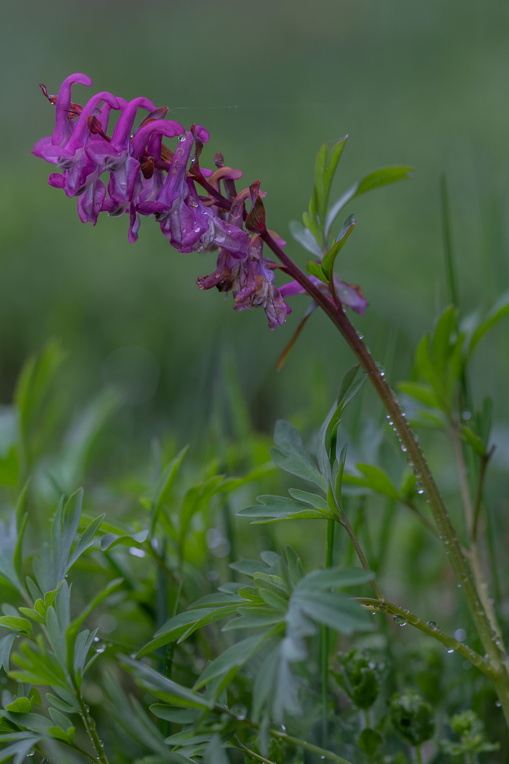 Hohler Lerchensporn, violett