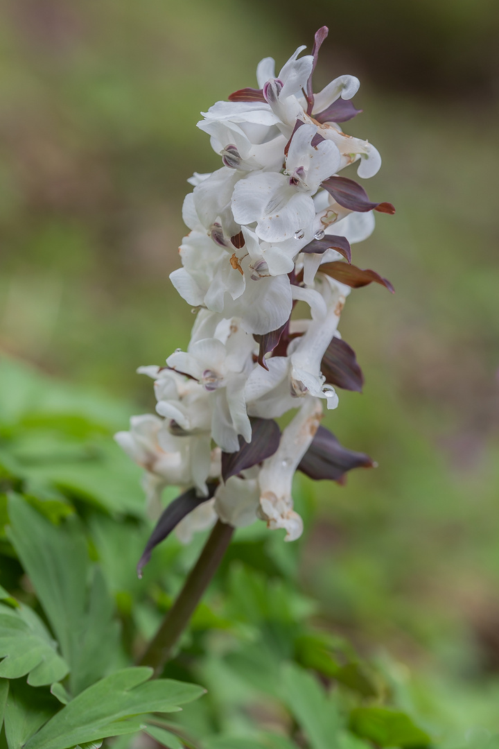 Hohler Lerchensporn, weiß