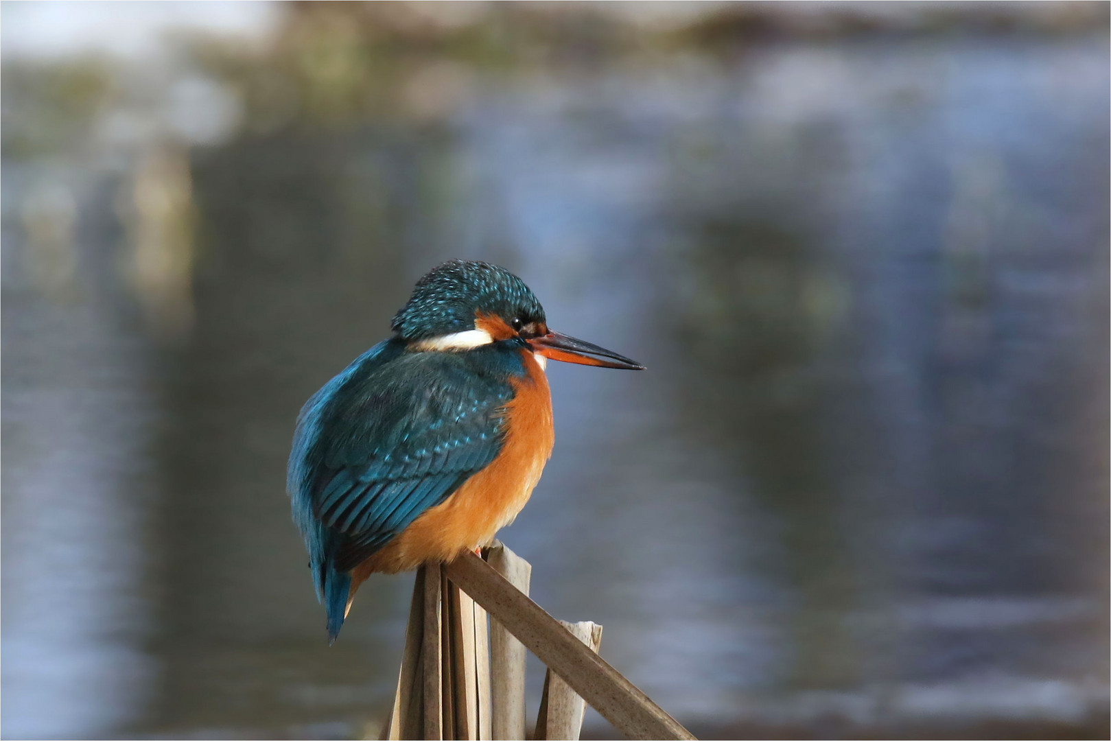 Hohler Schnabel... Eisvogelweibchen - (Alcedo atthis)