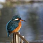 Hohler Schnabel... Eisvogelweibchen - (Alcedo atthis)