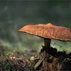 Hohlfußröhrling (Suillus cavipes, syn. Boletinus cavipes)