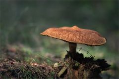 Hohlfußröhrling (Suillus cavipes, syn. Boletinus cavipes)