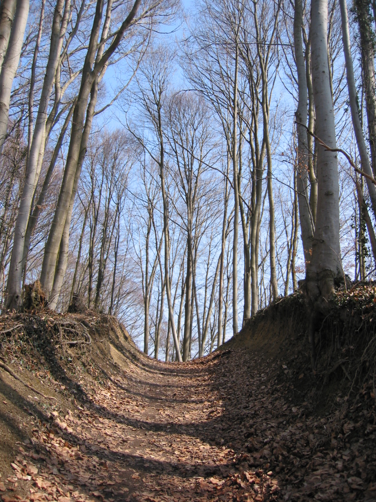 Hohlgasse im Kaiserstuhl