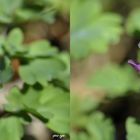  Hohlknolliger Lerchensporn Corydalis solida