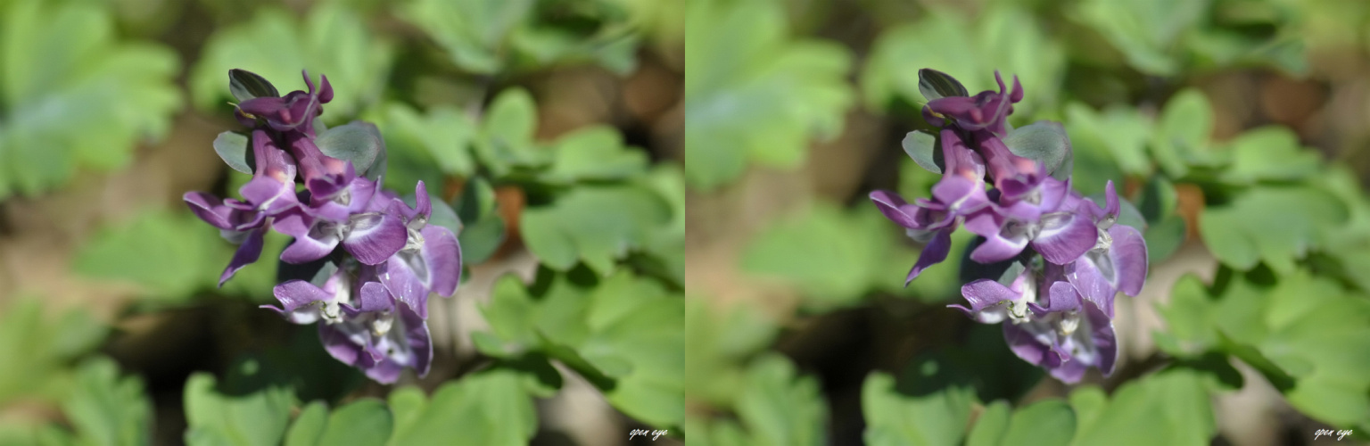  Hohlknolliger Lerchensporn Corydalis solida