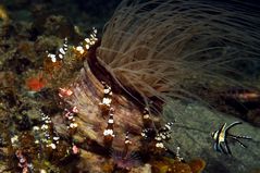 Hohlkreuz Garnelen mit Banggai-Kardinalbarsch