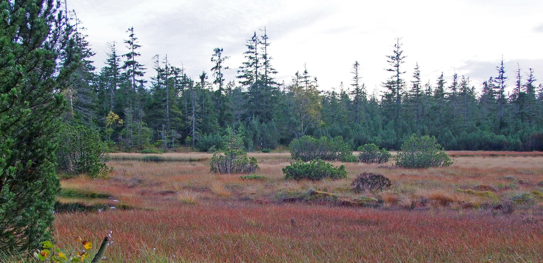 Hohloh-Hochmoor bei Kaltenbronn