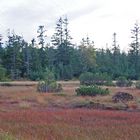 Hohloh-Hochmoor bei Kaltenbronn