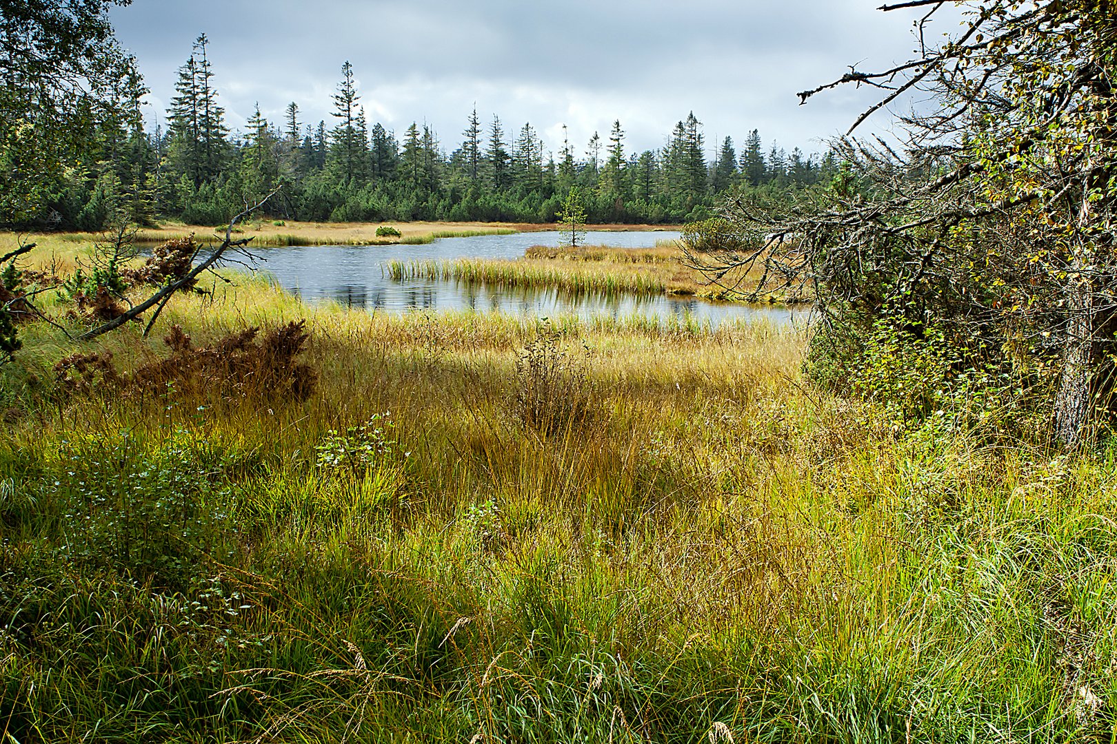 Hohlohsee-Herbstfarbe