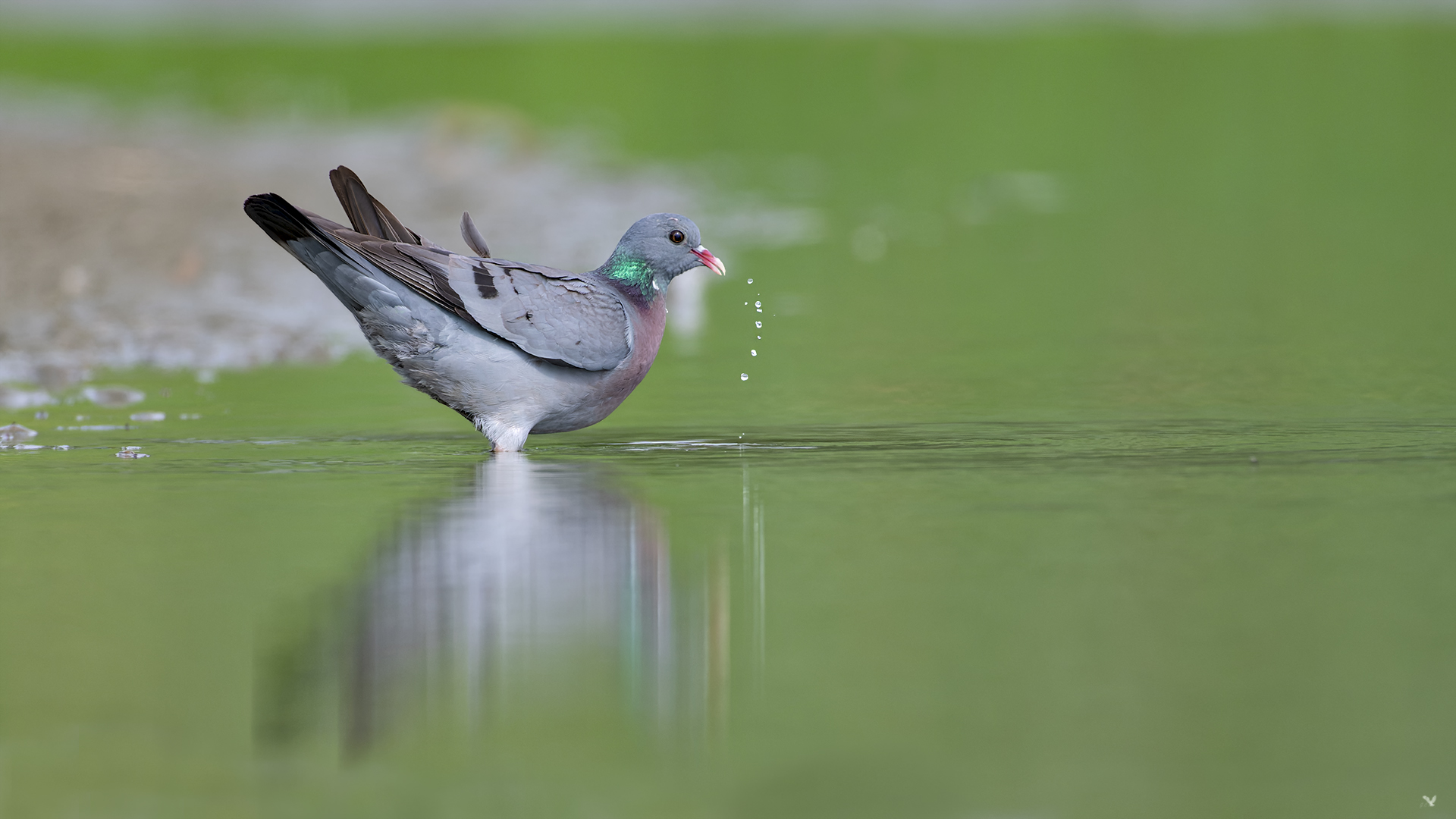 Hohltaube | Columba oenas