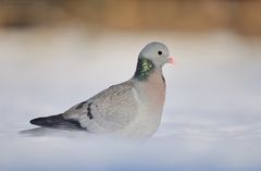 Hohltaube (Columba oenas)