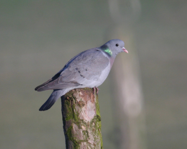 Hohltaube (Columba oenas)