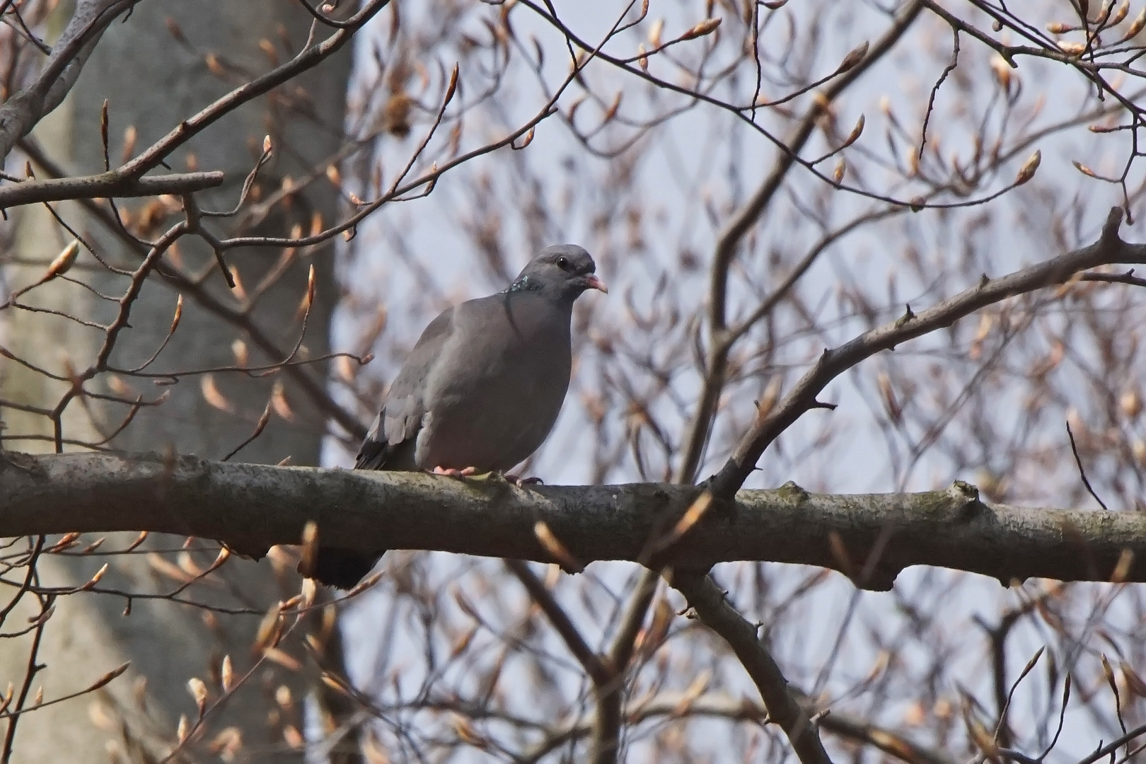 Hohltaube (Columba oenas)