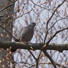 Hohltaube (Columba oenas)