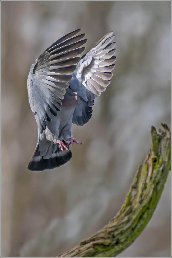 Hohltaube im Anflug