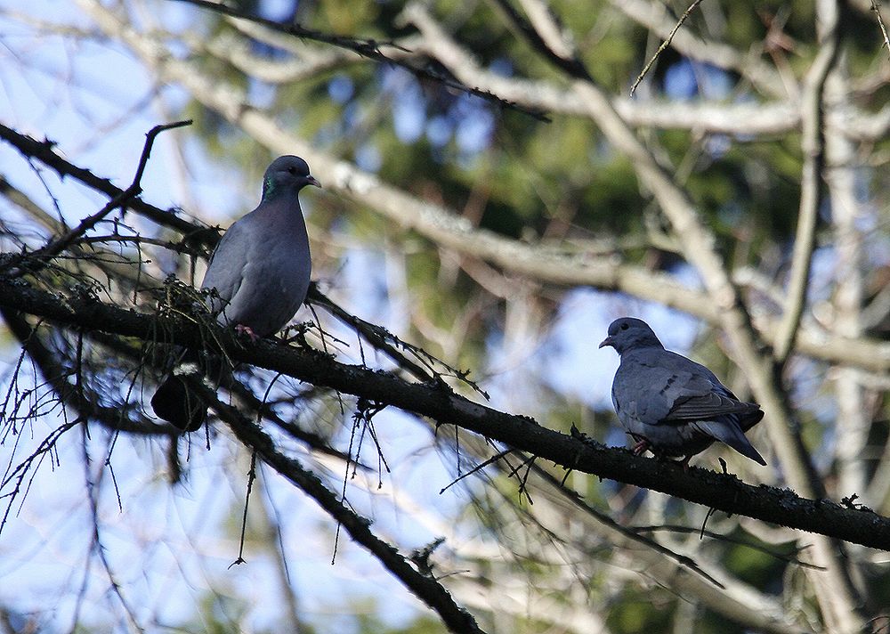 Hohltauben, Pärchen