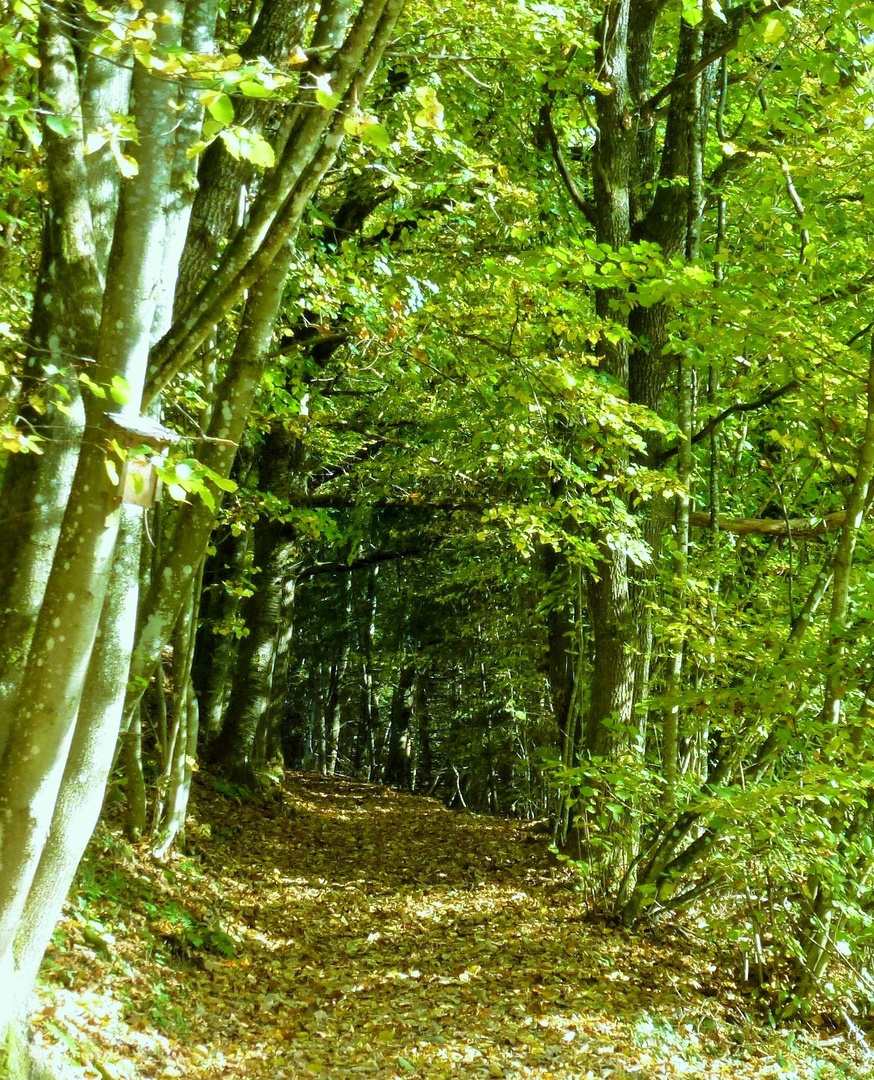 Hohlweg im Herbst