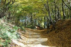 Hohlweg im Herbst