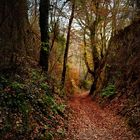 Hohlweg im Herbst