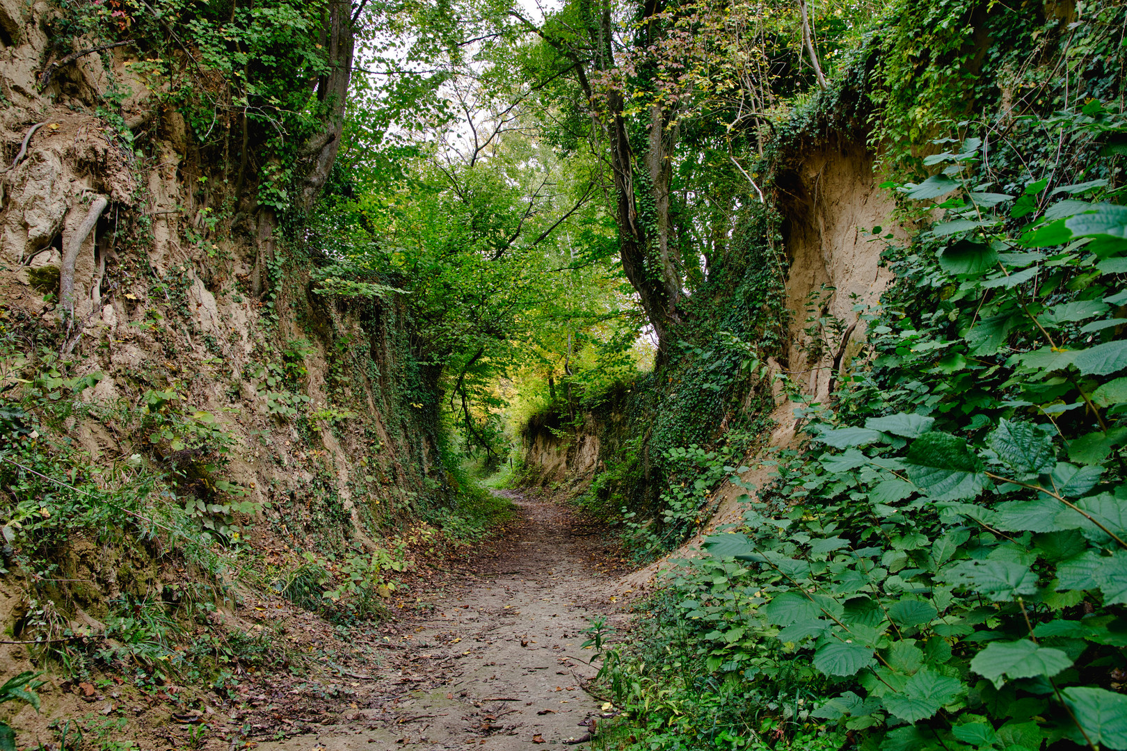 Hohlweg im Kraichgau