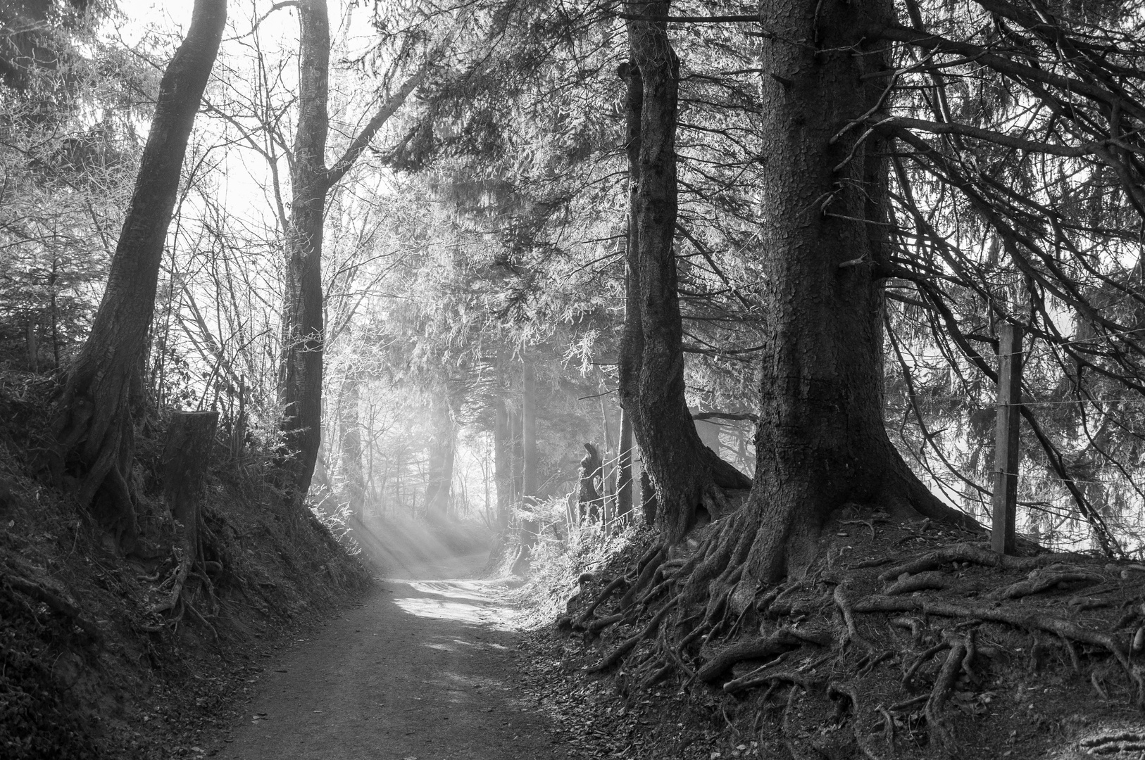 Hohlweg in den Nebel