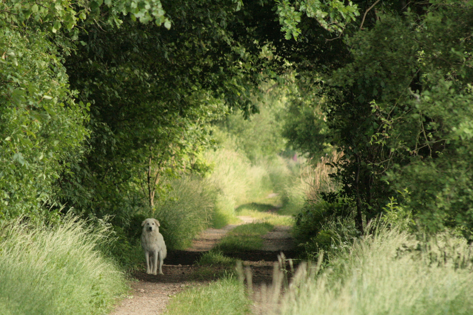 Hohlweg mit Hund