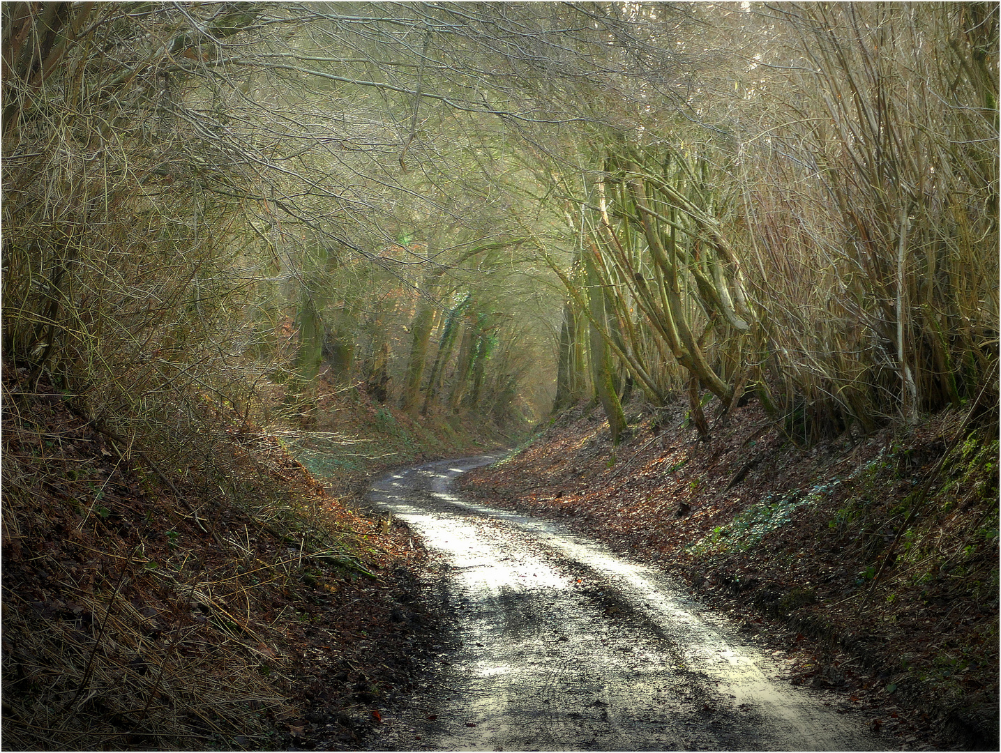 Hohlweg nach dem Regentag