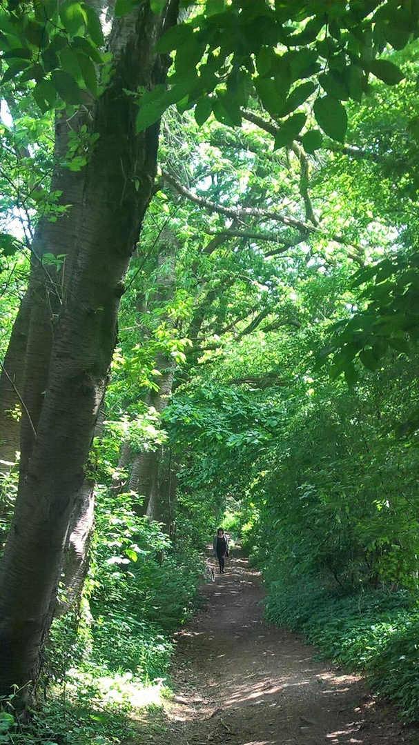 Hohlweg zum Naturschutzgebiet