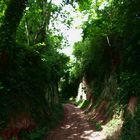 Hohlweg zwischen Endingen und Amoltern am Kaiserstuhl