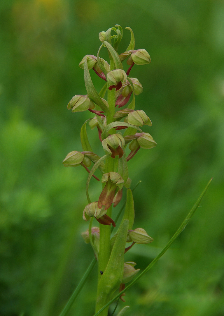 Hohlzunge Coeloglossum viride )