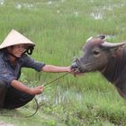 Hoi An countryside