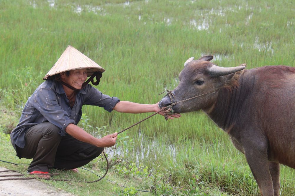 Hoi An countryside