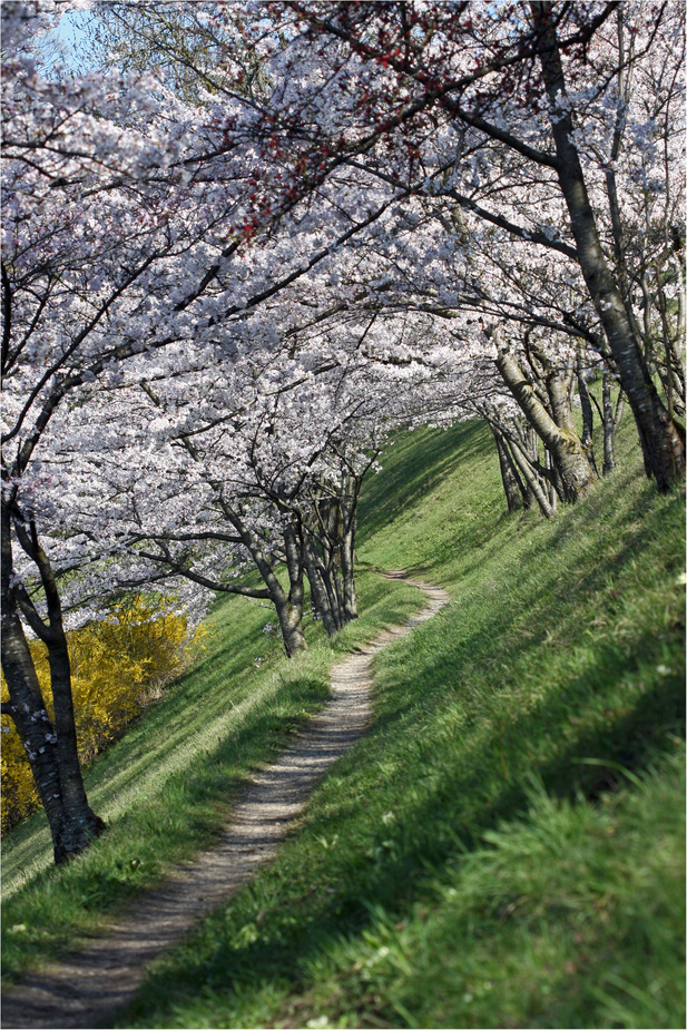 Hoi Frühling!