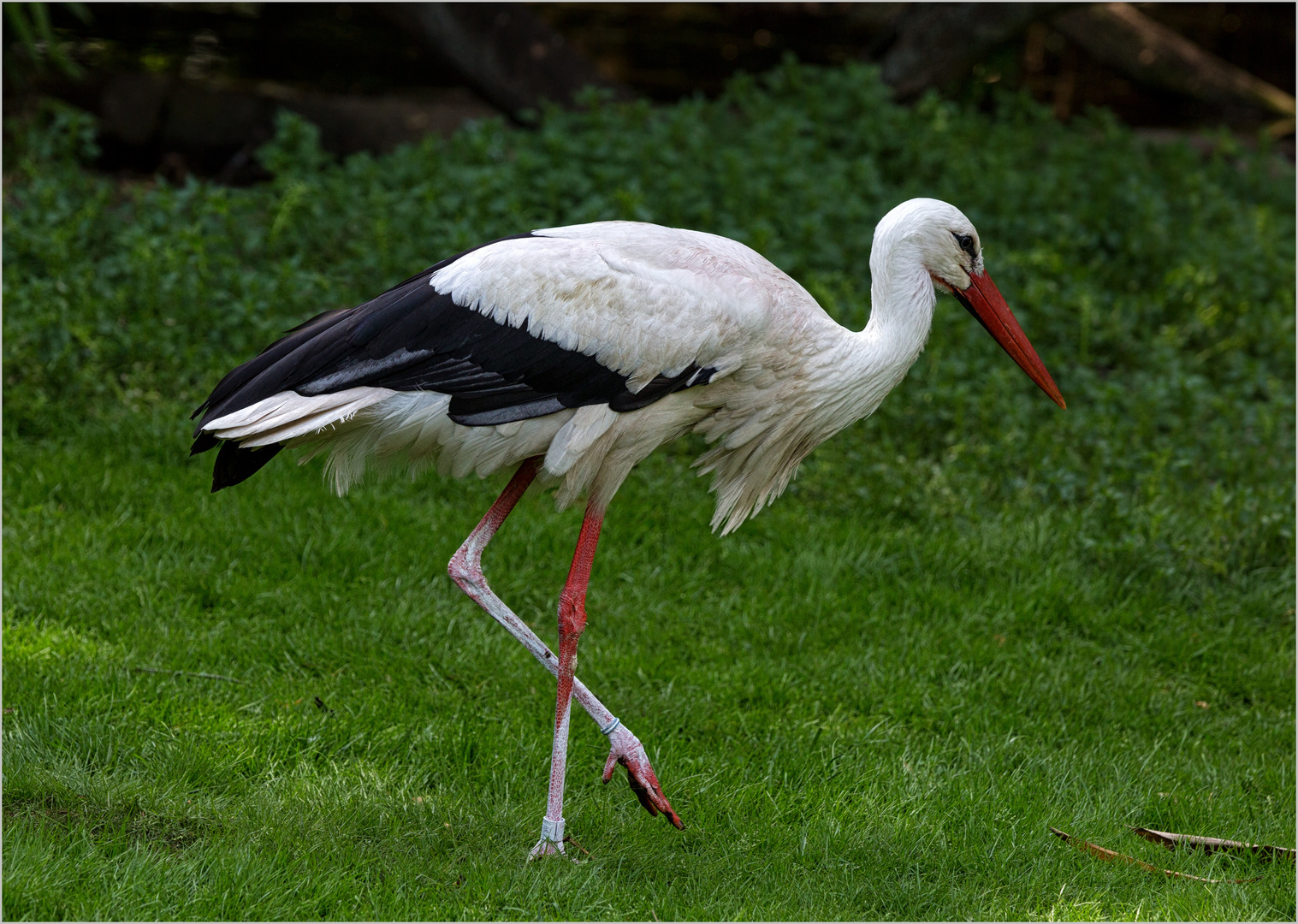 Hoier Boier an der Westküste Foto & Bild natur, zoo, tiere Bilder auf