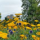 Hoifwiesenpark Gera im Sommer