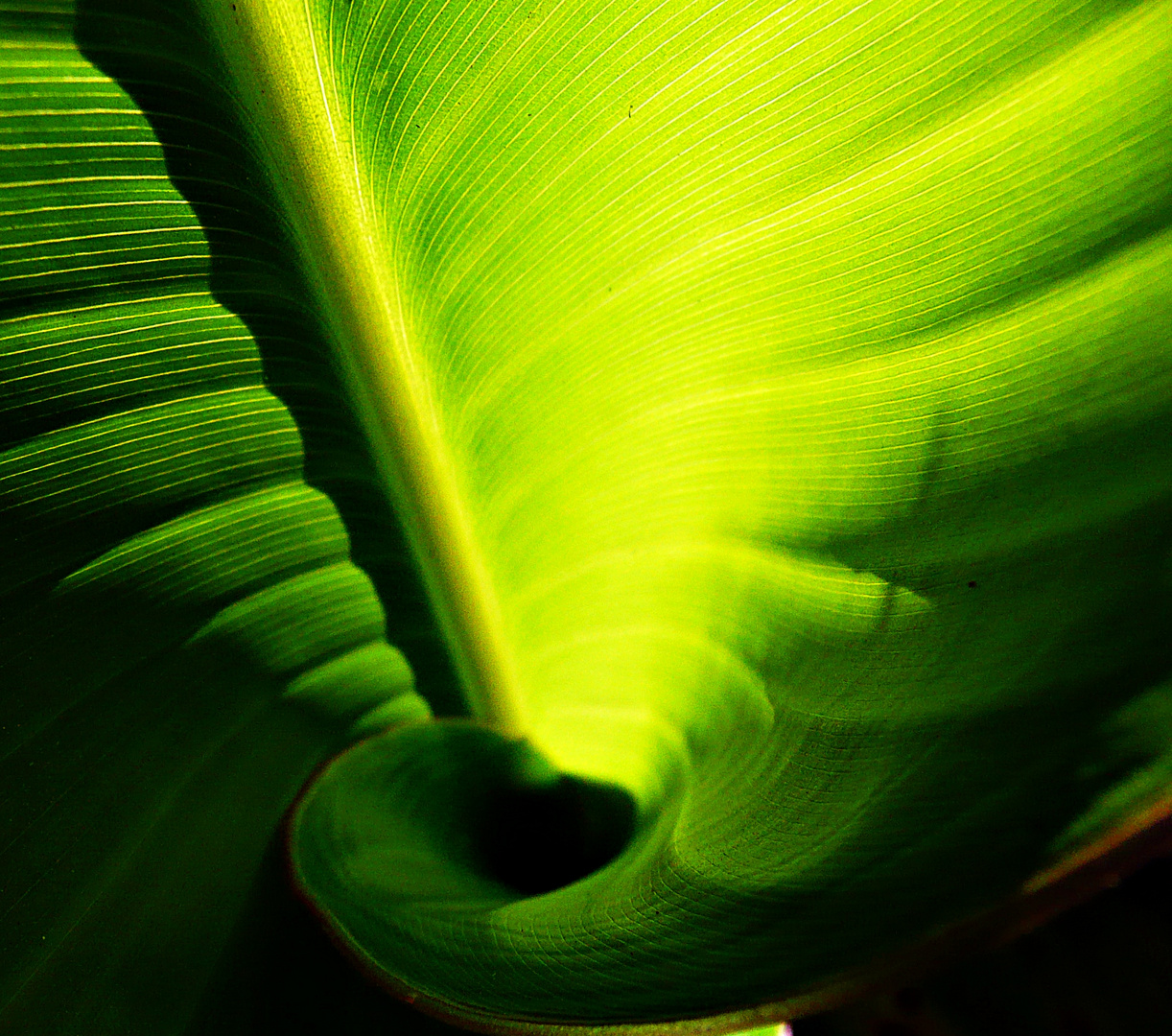 hoja caracol