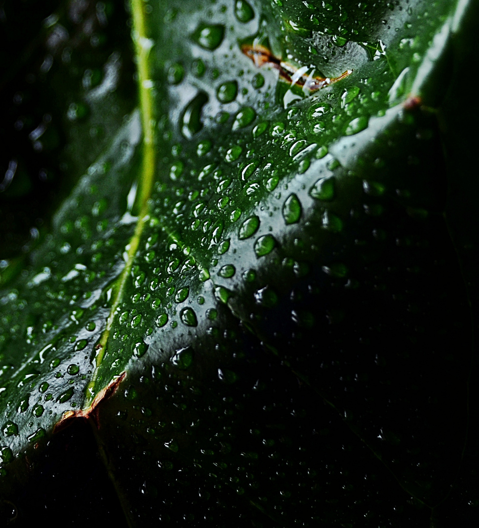 Hoja con gotas