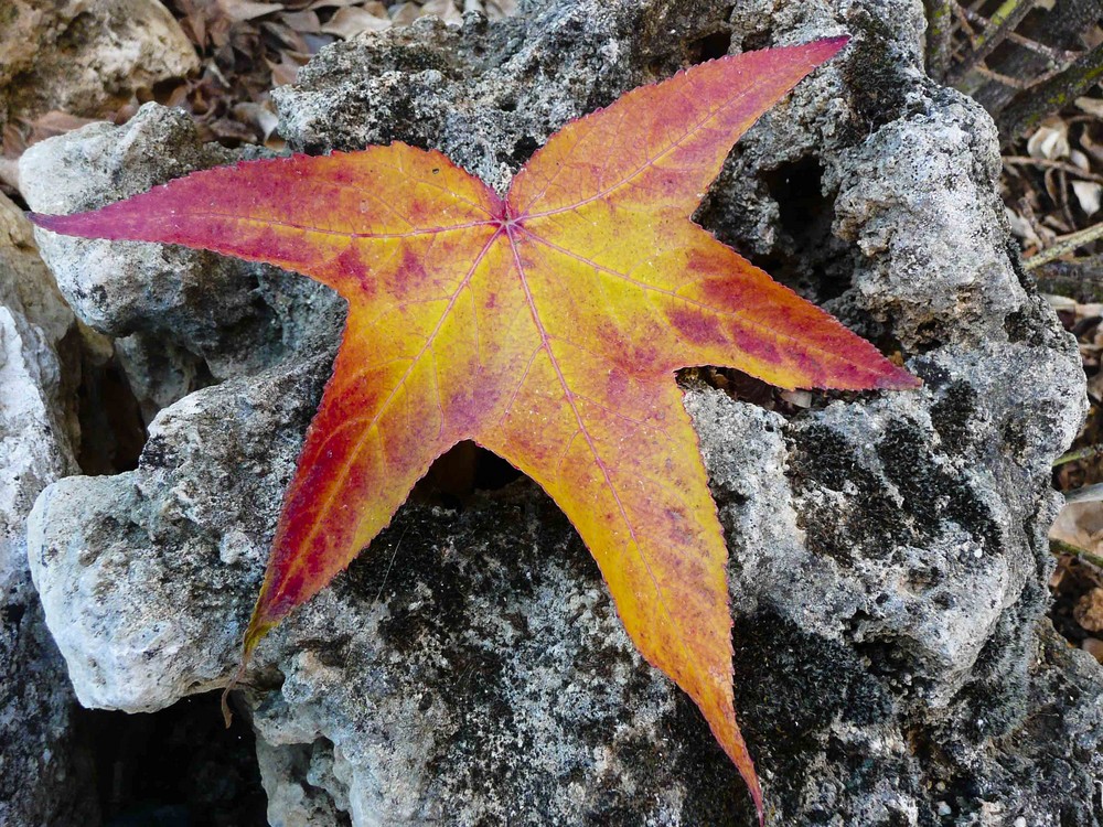 hoja de arce sobre roca