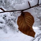 Hoja de haya con fondo nevado