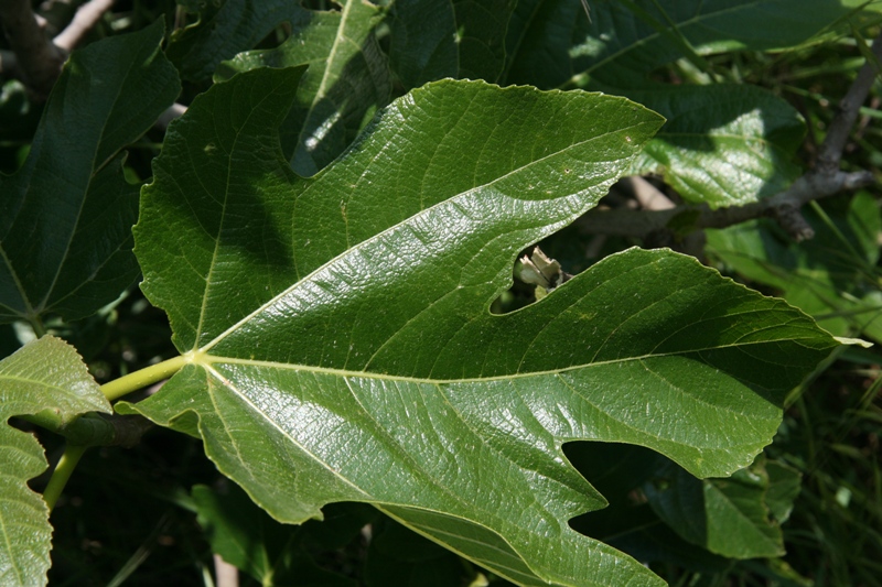 hoja de higuera!