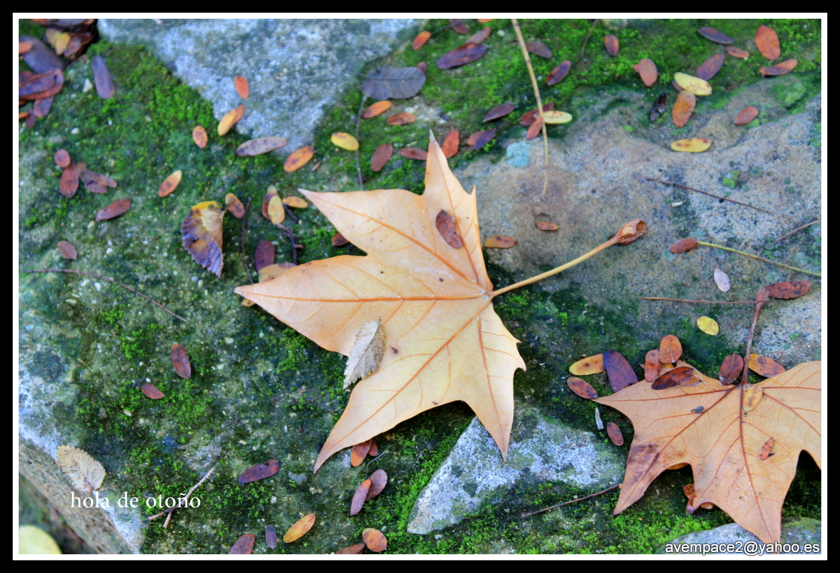 hoja de otoño