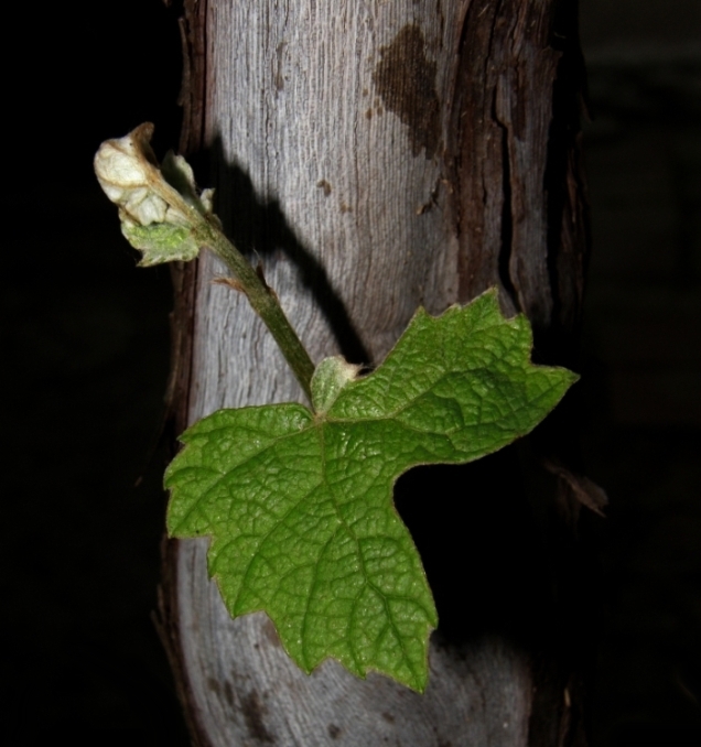 Hoja de parra.