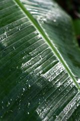 hoja de platanera tras la tormenta