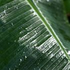 hoja de platanera tras la tormenta