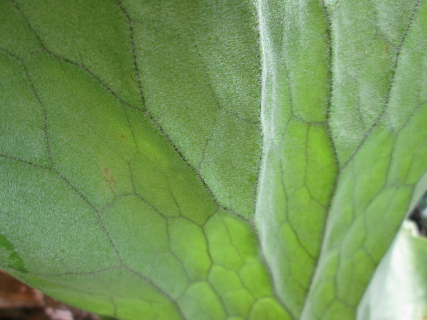 Hoja de Platicerium Elephantotis