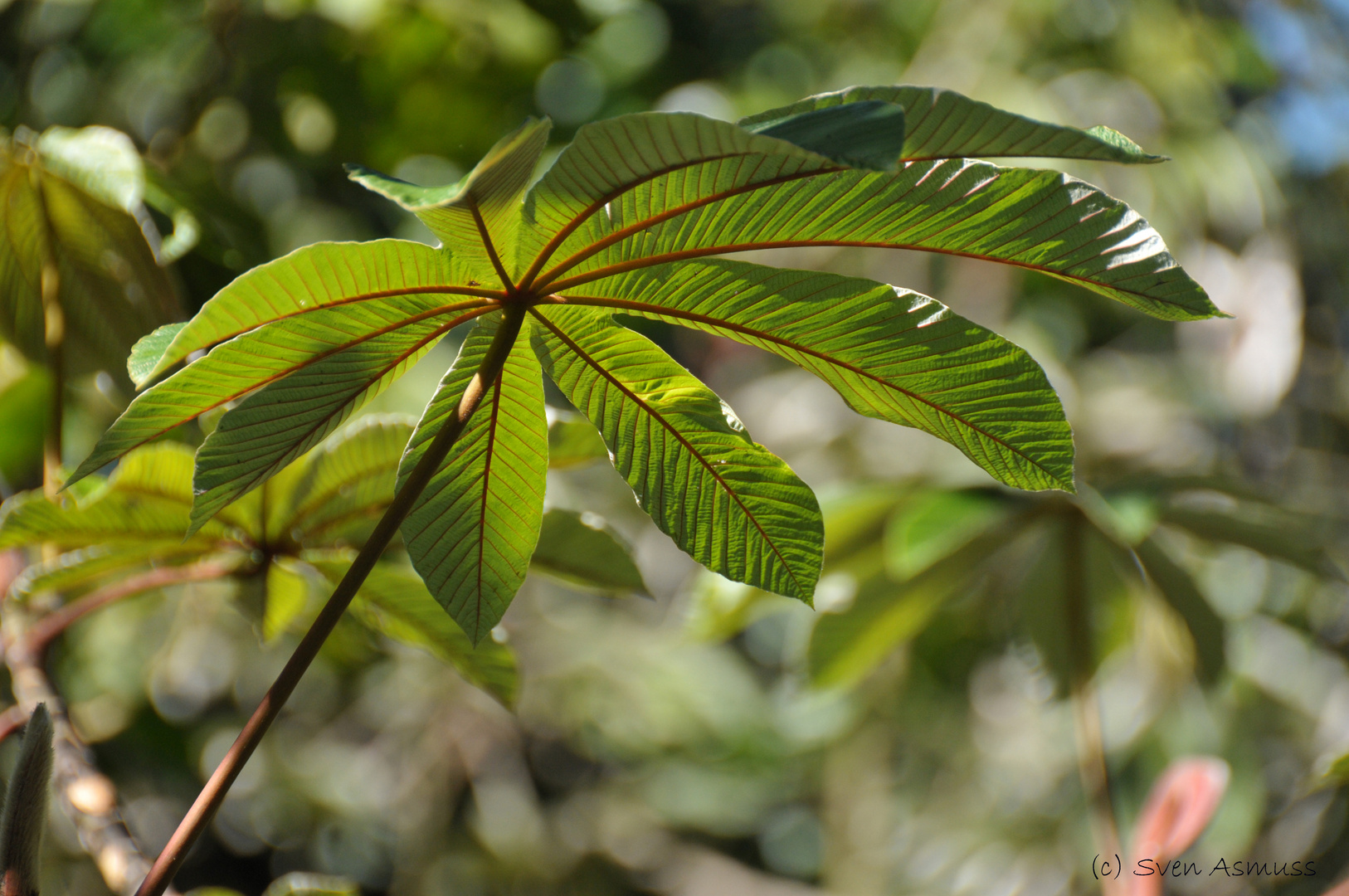 Hoja de Yagrumo - Monteverde Costa Rica