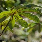 Hoja de Yagrumo - Monteverde Costa Rica