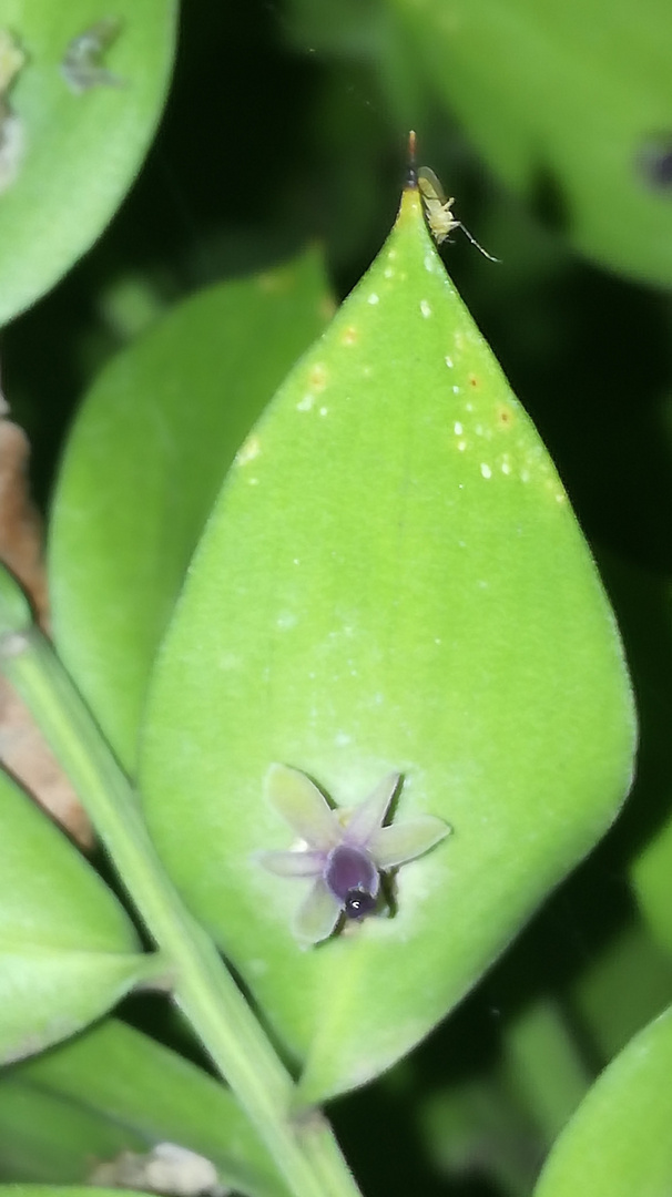 Hoja o flor